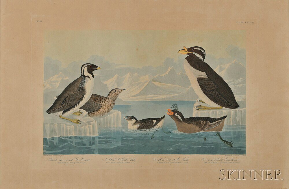 Appraisal: Audubon John James - Black-throated Guillemot Nob-billed Auk Curled-Crested Auk