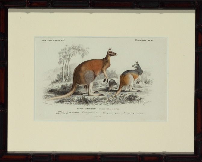 Appraisal: Pierre Fournier and Edouard Travies French th Century Kangaroos pair