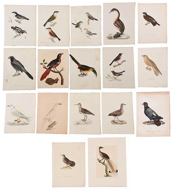 Appraisal: Group of Ornithological Prints th th century seventeen engravings three