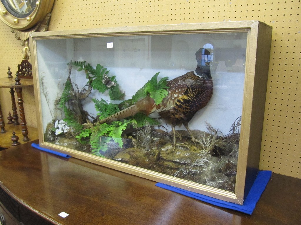 Appraisal: Taxidermy grouse in display case