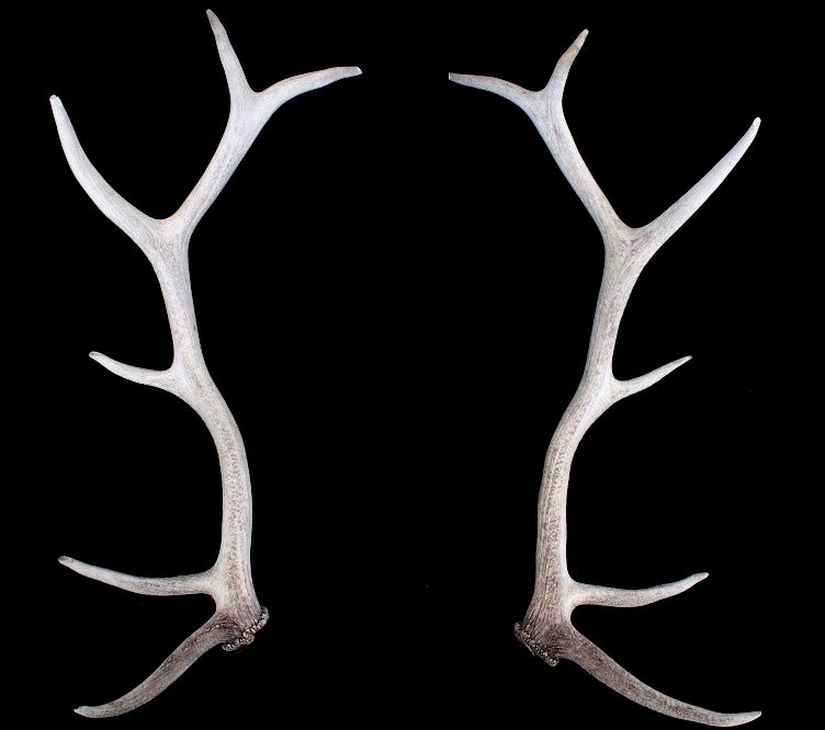 Appraisal: Pair of Montana Trophy Elk Antlers Featured in this lot