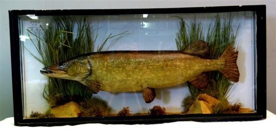 Appraisal: A J Cooper Son Taxidermist Pike in glass case lbs