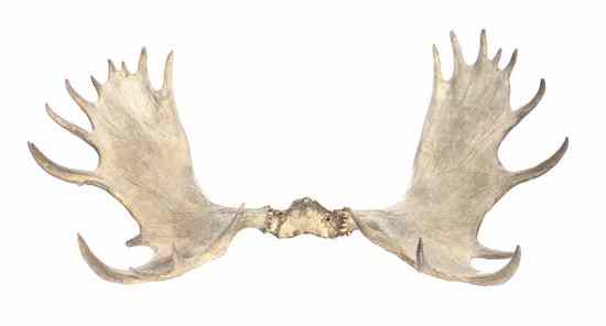 Appraisal: A Pair of Moose Antlers lacking shield Width inches