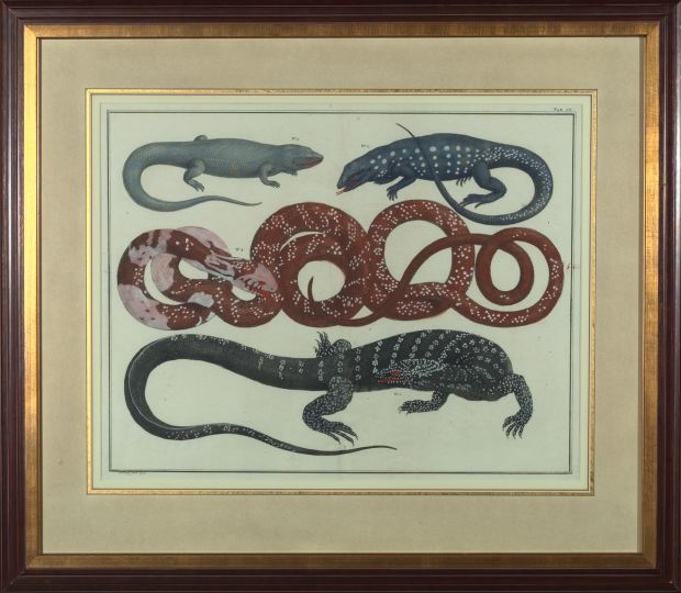 Appraisal: Albertus Seba Dutch - Reptiles pair of hand-colored engravings sight