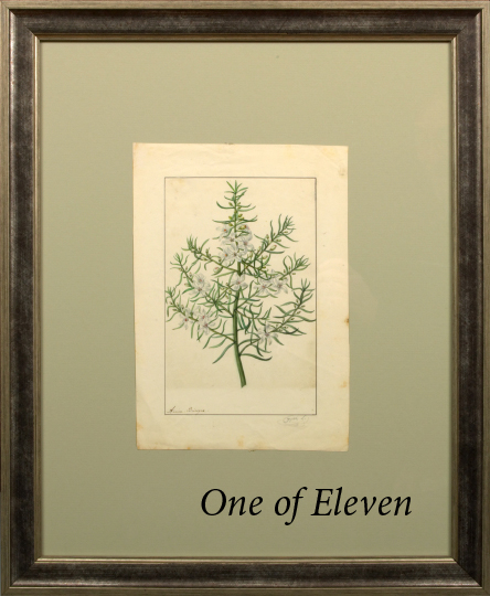 Appraisal: French School Third Quarter th Century Collection of eleven botanical