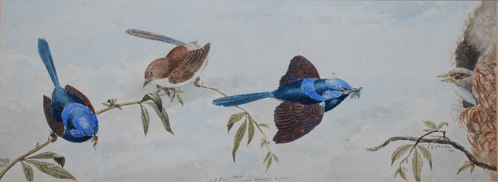 Appraisal: G H HAMMON THE BLUE WREN WATERCOLOUR G H HAMMON