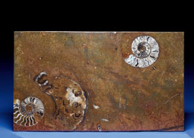 Appraisal: FOSSIL AMMONITE TABLETOP Agoniatites sp Devonian Million Years Ago Sahara