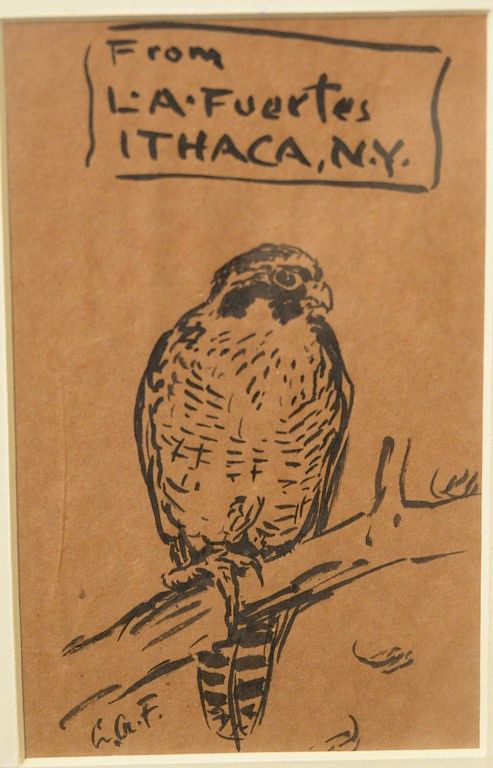 Appraisal: Louis Agassiz Fuertes - ink on paper Falcon Perched on