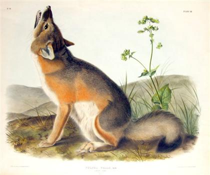 Appraisal: piece Hand-Colored Lithograph Audubon John James Swift Fox Male Philadelphia