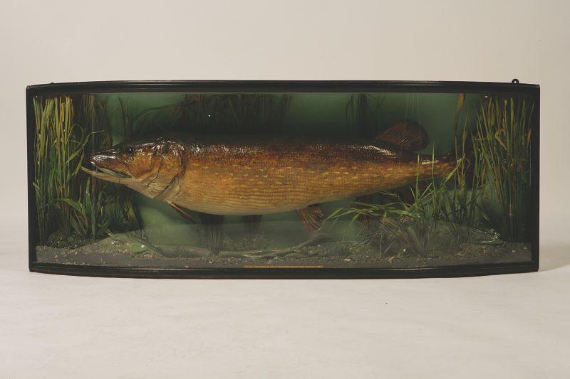 Appraisal: A PRESERVED AND MOUNTED PIKE in a bow fronted case