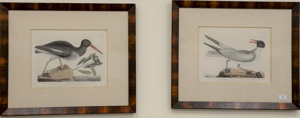 Appraisal: Mark Catesby - pair of hand colored copper engravings The