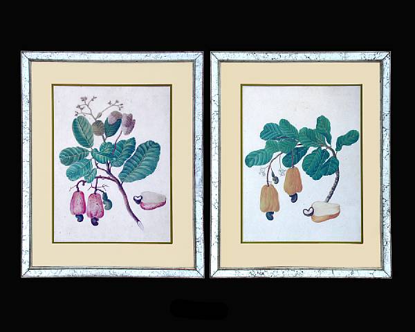 Appraisal: A pair of Dutch Colonial polychrome botanical watercolors of cashew