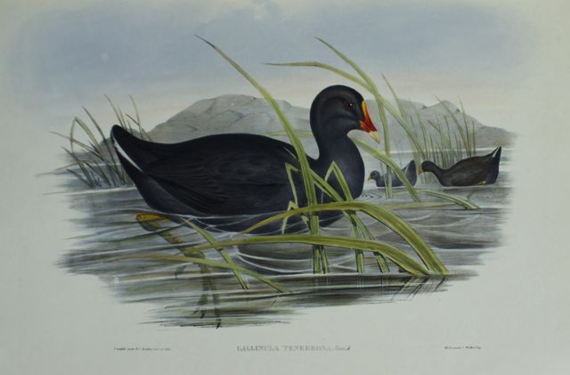 Appraisal: Sombre Gallinule Gallinula Tenebrosa