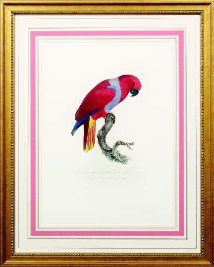 Appraisal: After Francois Levaillant French - Parrot Studies suite of four