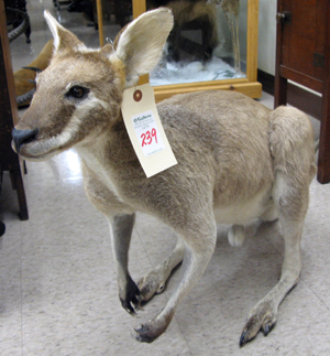 Appraisal: AUSTRALIAN EASTERN GREY KANGAROO macropus giganteus full mount in standing