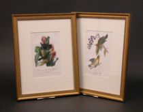 Appraisal: John James Audubon American - Lot includes Common or Purple