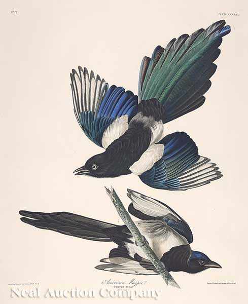 Appraisal: John James Audubon American - American Magpie Plate hand-colored engraving