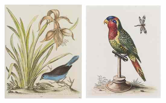 Appraisal: Two Botanical Prints with Birds George Edwards the first of