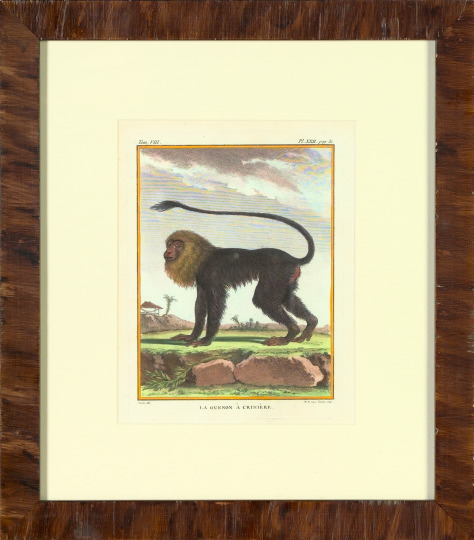 Appraisal: French School Late th Century Monkeys suite of six hand-colored