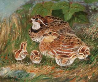 Appraisal: Wakeman Holberton Bobwhite Quail Chicks signed and dated W Holberton