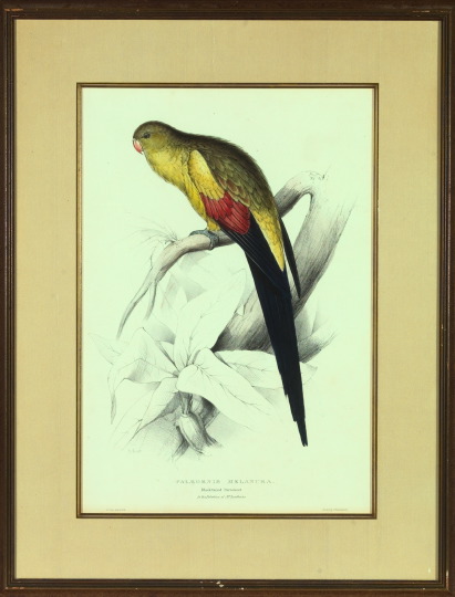 Appraisal: Edward Lear British - The Black-Tailed Parakeet from Illustrations of