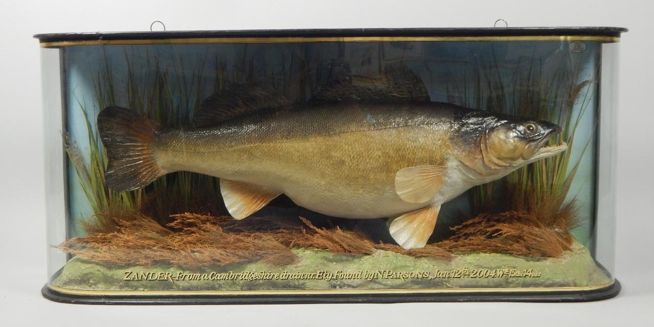 Appraisal: A taxidermied zander in bow fronted ebonised and glazed case