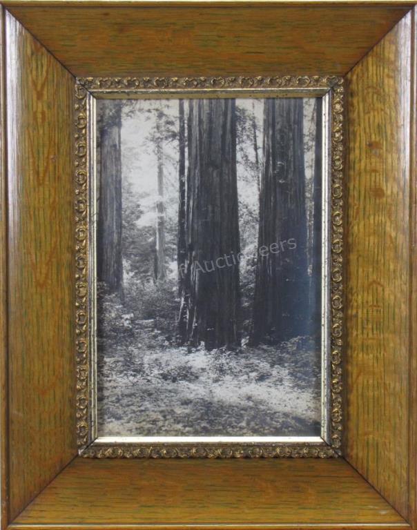 Appraisal: An antique photo depicting California Redwood forest ca th century