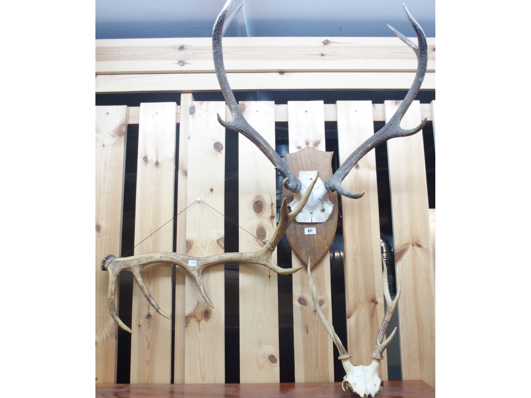 Appraisal: A mounted pair of antlers a small pair of antlers