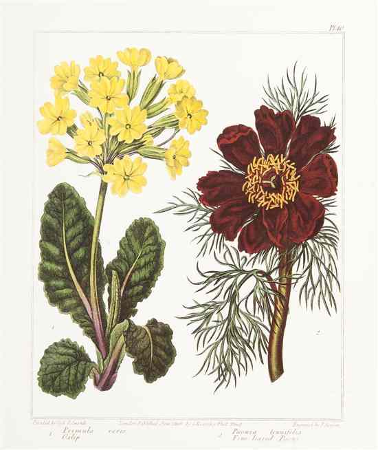 Appraisal: A Set of Four Botanical Prints each depicting various flora