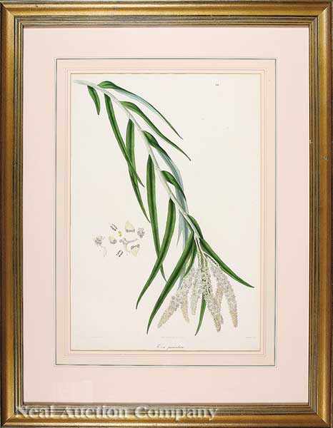 Appraisal: A Group of Three Antique Botanical Prints Iris Decora and