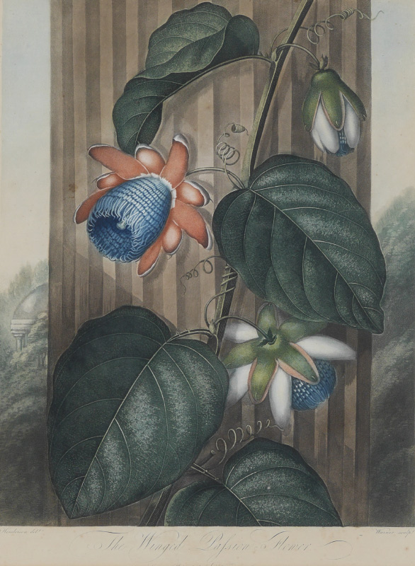 Appraisal: HENDERSON Peter Charles British - ''The Winged Passion Flower'' Aquatint