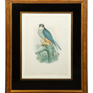 Appraisal: Nine Ornithological Color Lithographs from John Goulds Birds of Great