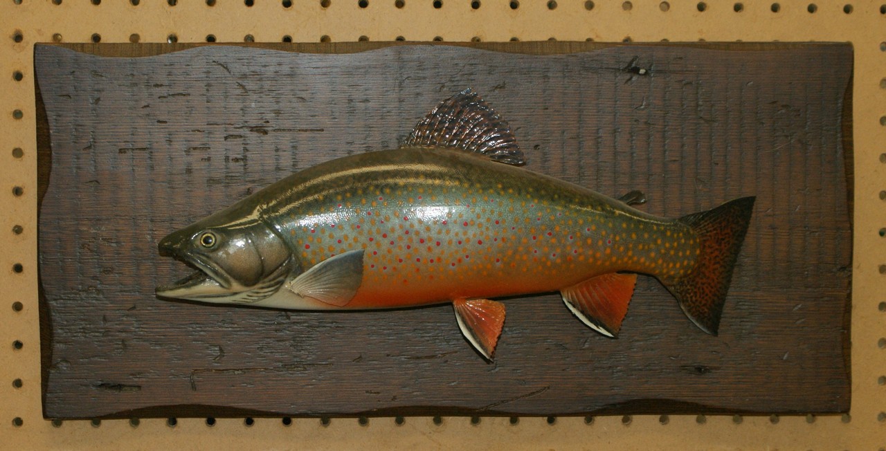 Appraisal: Brown trout mount wood backing