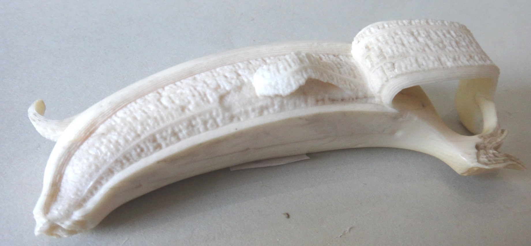 Appraisal: A small ivory carving of a banana th century naturally