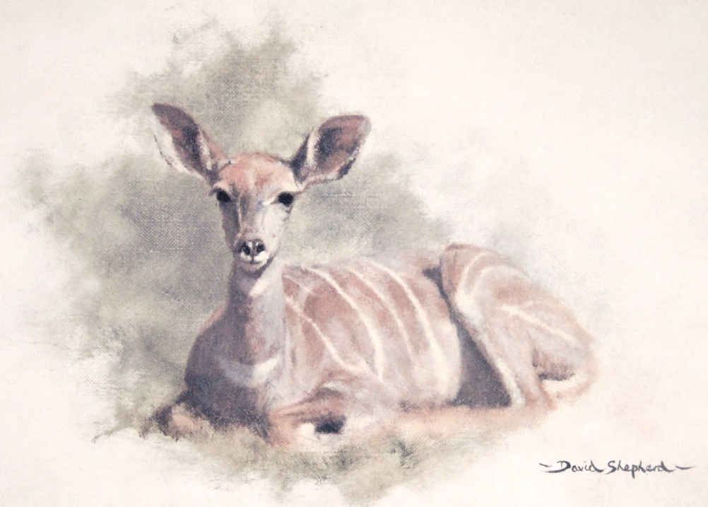 Appraisal: David Shepherd The Young Kudu signed and watermarked CLJ to