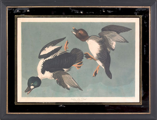 Appraisal: After John James Audubon - engraving with aquatint by R