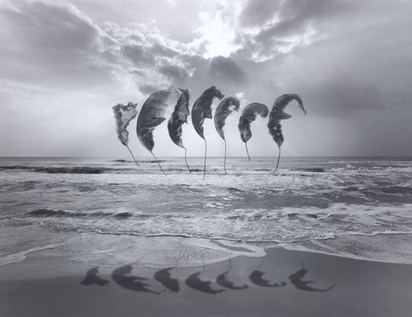 Appraisal: JERRY UELSMANN AMERICAN B x Untitled Floating Feathers Silver gelatin