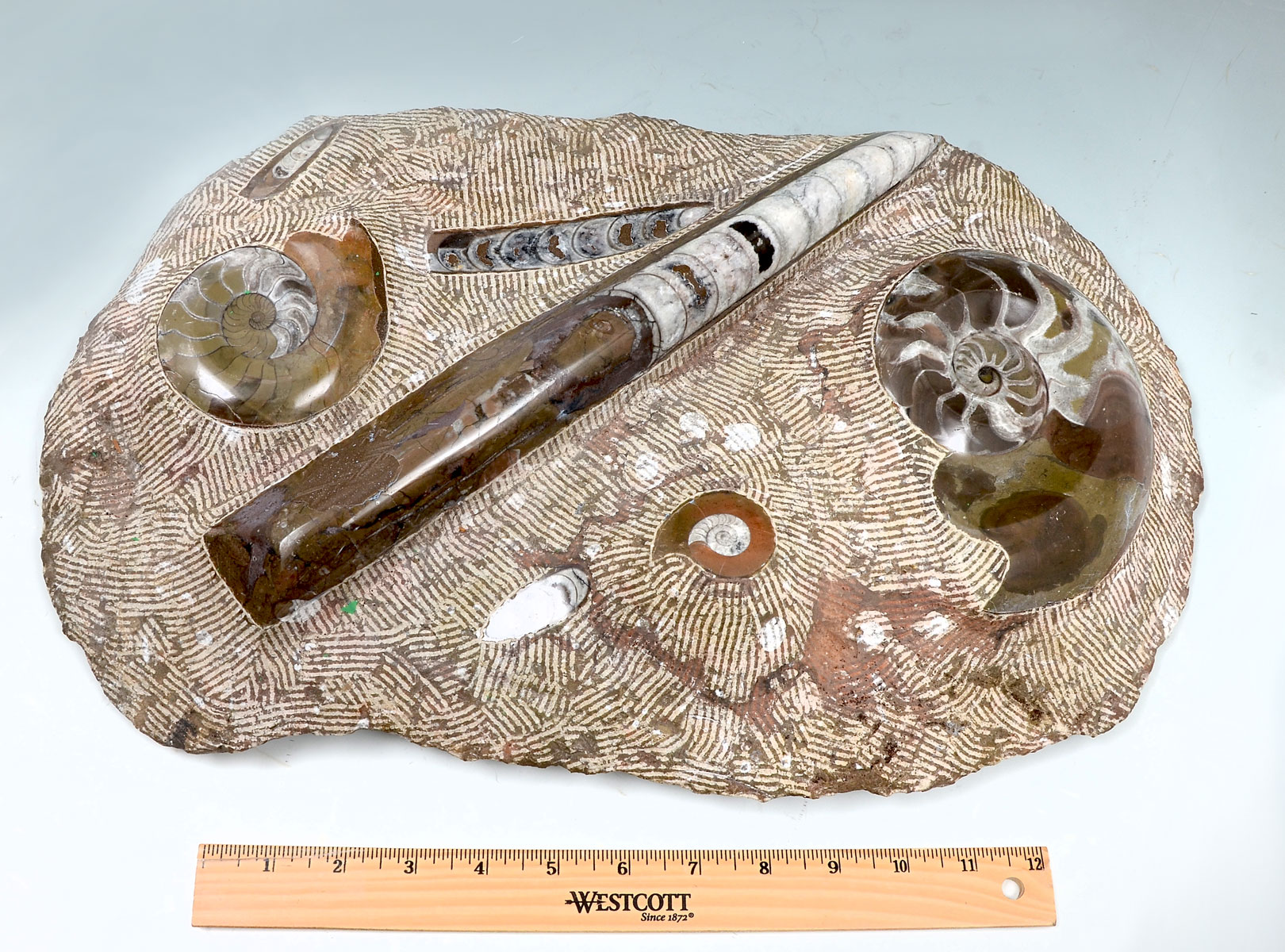 Appraisal: LARGE AMMONITE SQUID FOSSIL GROUPING IN MATRIX Approx million years