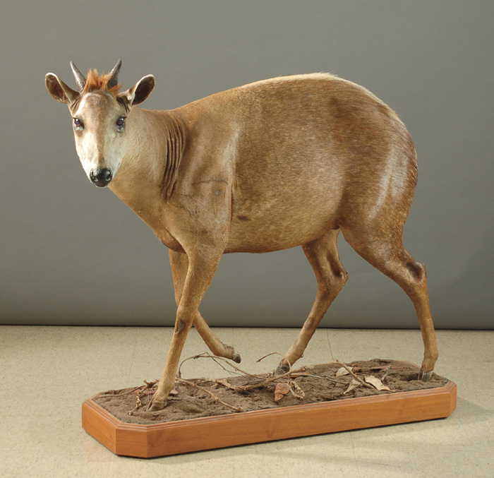 Appraisal: AFRICAN GAME TROPHY MOUNT rare yellow-back duiker full mount in