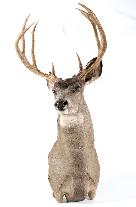 Appraisal: Montana Taxidermy White Tail Deer Shoulder Mount Included in this