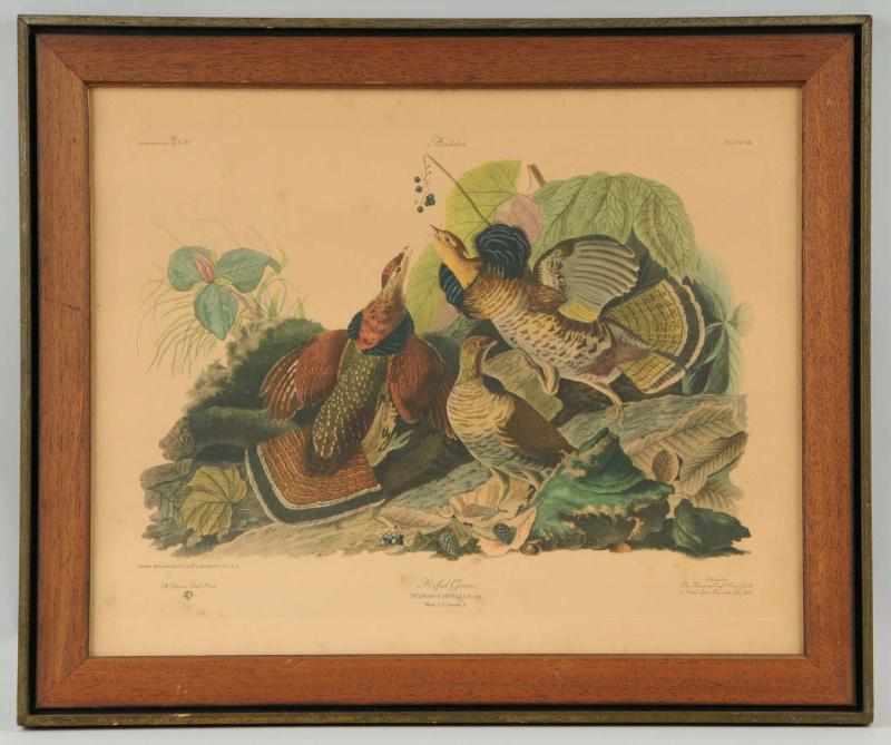 Appraisal: Original Audubon Ruffed Grouse Print Description Early s Condition Excellent