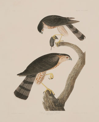 Appraisal: After John James Audubon New York - Sharp Shinned Hawk