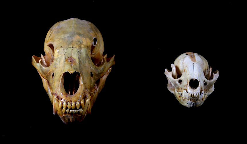 Appraisal: Montana Black Bear Cub Skull and Raccoon Skull For your