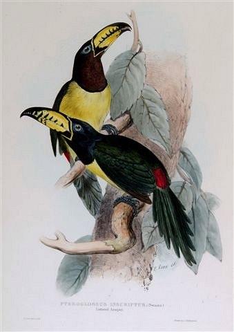 Appraisal: EDWARD LEARPteroglossus Inscriptus or later hand coloured lithograph published by