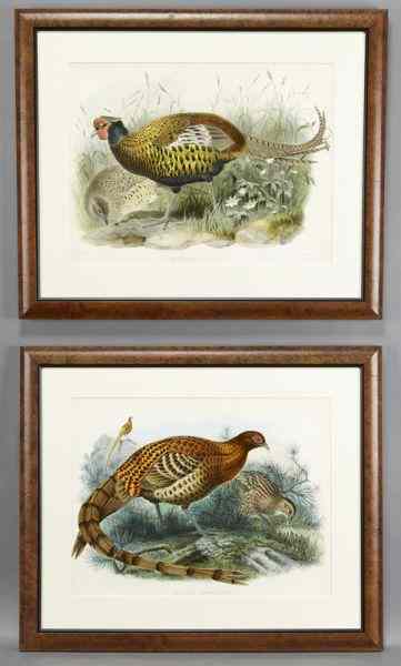 Appraisal: Pr John Gould hand colored lithographs ''Phasianus Insignis '' published