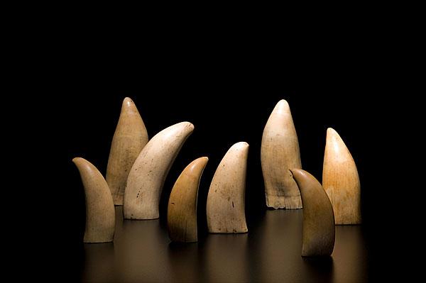 Appraisal: ANTIQUE SPERM WHALE TEETH EIGHT American ca - Eight antique