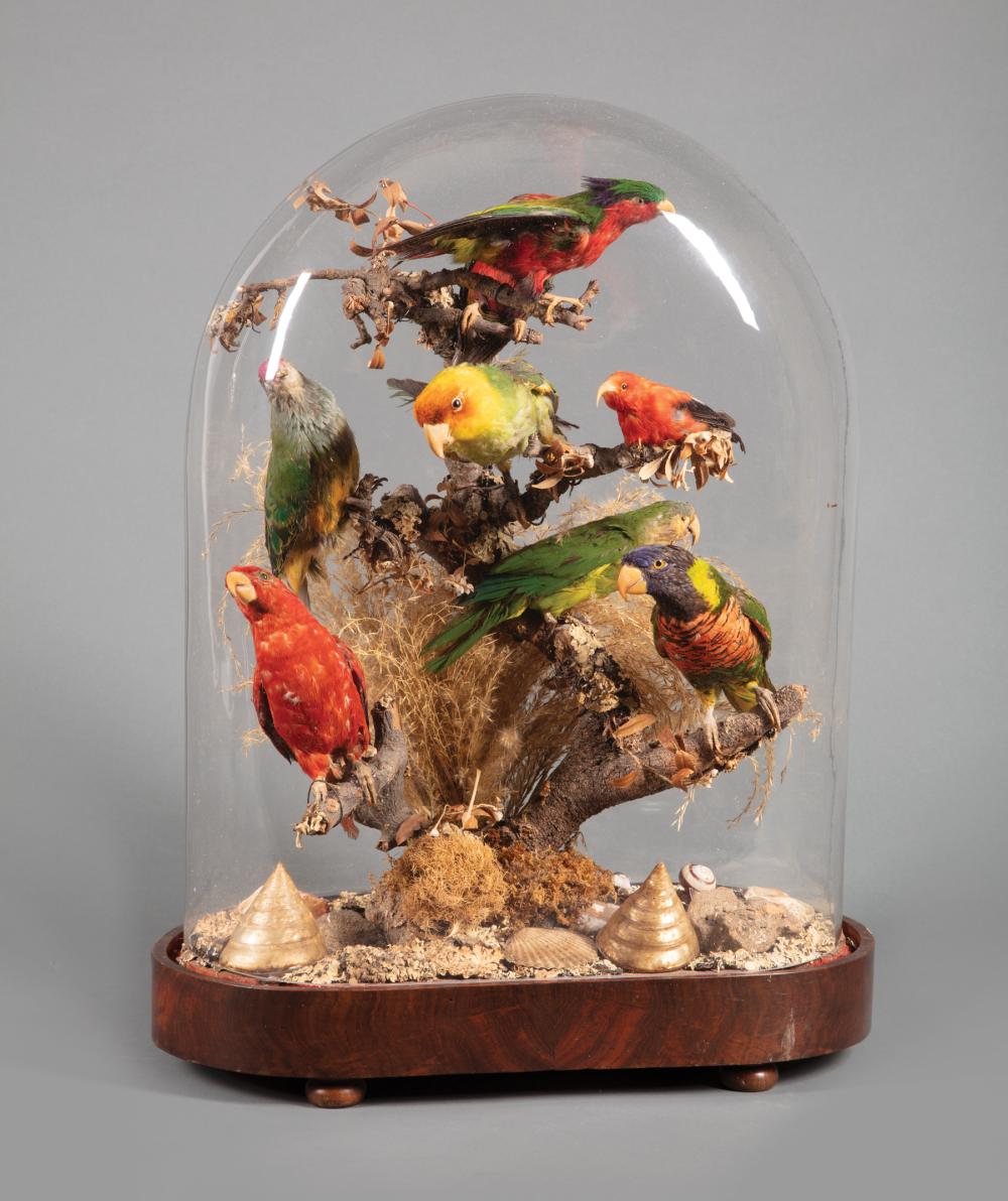 Appraisal: Victorian Taxidermy Group of Exotic Birds th c eight exotic