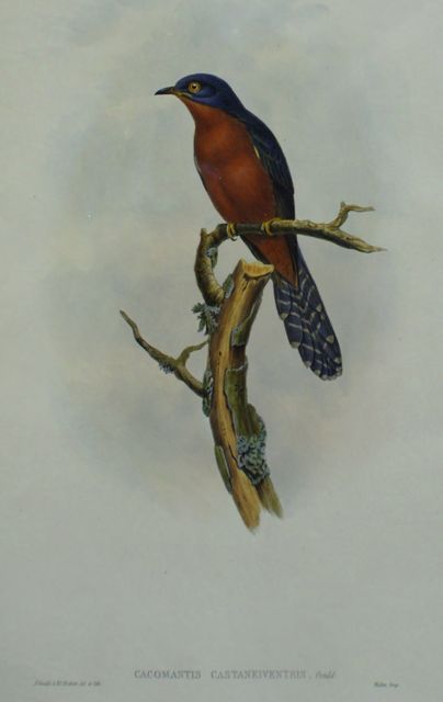 Appraisal: Chestnut-breasted Cuckoo Cacomantis Castaneventris