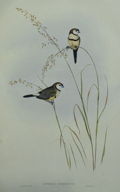 Appraisal: Bicheno's Finch Estrelda Bichenovii Lithograph by Elizabeth Gould