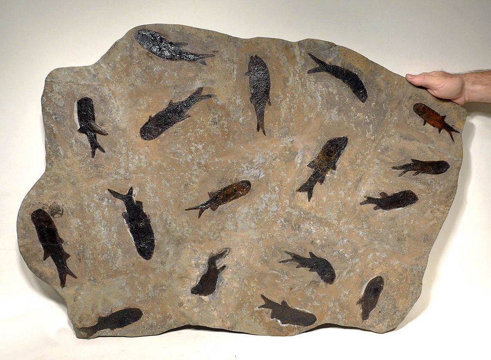 Appraisal: Large Fossilized Permian Paramblypterus Fish Matrix Western Europe Germany Rhineland-Pfalz